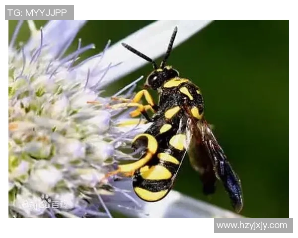 黄蜂生态揭秘：探讨其生活习性、社会结构与生态功能的多维度分析